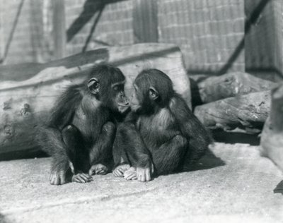 Zwei junge Schimpansen, Boo boo und Bibi, Kuss. Londoner Zoo, September 1927 von Frederick William Bond